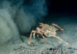 "Silt attack!"
Lithodes maja - Northern stone crab (Deep... by Peter Segerdahl 